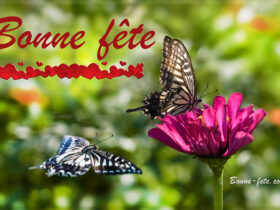 image bonne fête printemps papillon fleur 1er mai